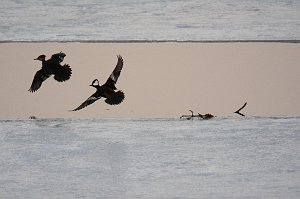 Duck, Hooded Merganser, 2014-03279899 Pointe Rok, MA